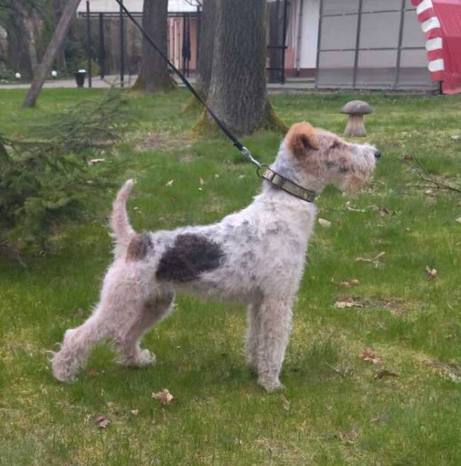 Фото собаки